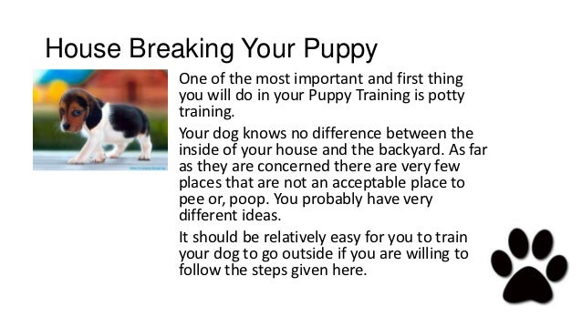Boy toddler potty training, what age to potty train puppy